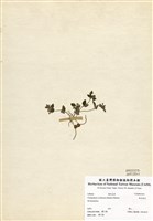 藏品(疏花風輪菜)的圖片